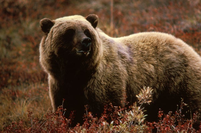 Brown bear - Wikipedia