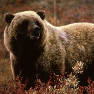 A grizzly bear