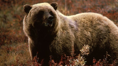 A grizzly bear