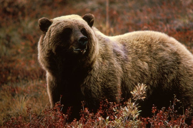 How to Handle a Grizzly Bear Encounter