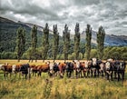 Gage Salyards HDR Landscape Matukituki Valley Mount Aspiring National Park New Zealand New Zealand 国产吃瓜黑料 Olympus OM-D Trees Wanaka clouds cows february 2013 fences fields grass hills landscape photography livestock micro4/3 microfourthirds mountains nature photography wideangle wildlife