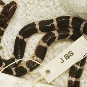 The fatal krait.