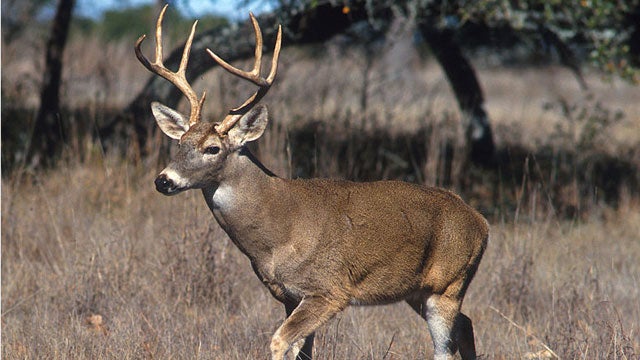 A white tailed deer