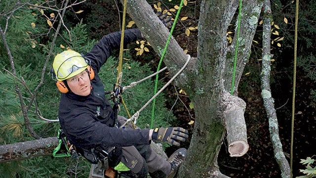 Before You Grow Up: Be An Arborist