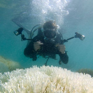 SCUBA Stefan Andrews bleached coral Bermuda