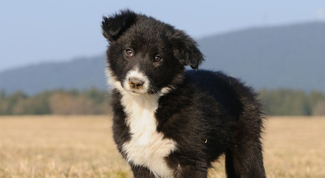 solid black border collie puppy