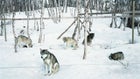 Lappland animals dogs