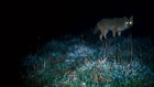 Glowing eyes of eastern coyote hunting at night.