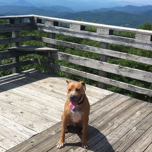 ԹϺ Online Dogs Pit Bull