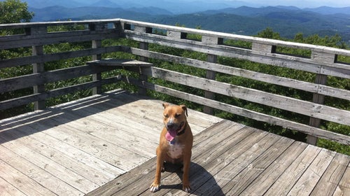 ԹϺ Online Dogs Pit Bull