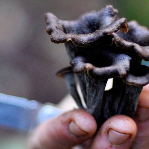 Mushrooms, mushrooming, langdon, cook, hunter,