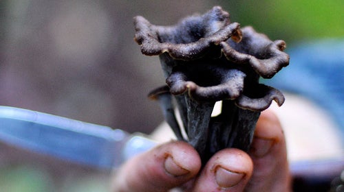 Mushrooms, mushrooming, langdon, cook, hunter,