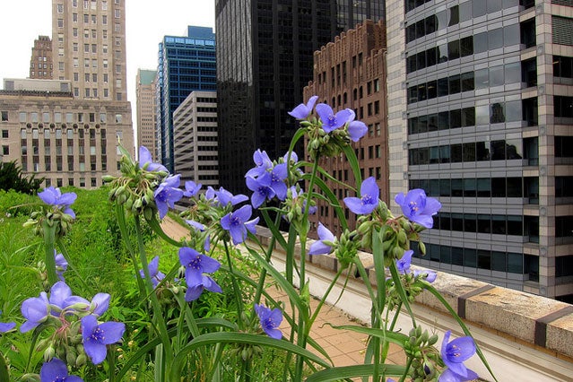 Chicago City Hall green rooftop