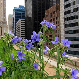 Chicago City Hall green rooftop