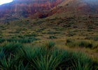 Yucca meadow.