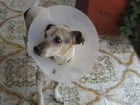 Bobby stray dog Mexico City Milagros Caninos Patricia Ruiz