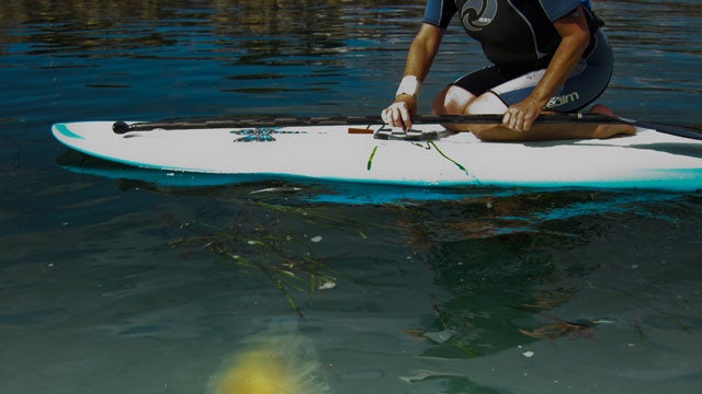 Activity SUP jelly fish mikebaird morro bay paddling sea jellies sea jelly standup water