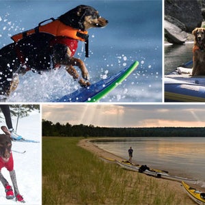 Dogs, Photo, Collage