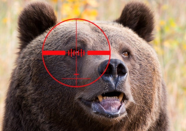 With Deadly Attacks Up, Federal Officials Prepare to Remove Grizzly Protections