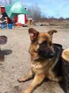 Joe's heroic canine, Ace.