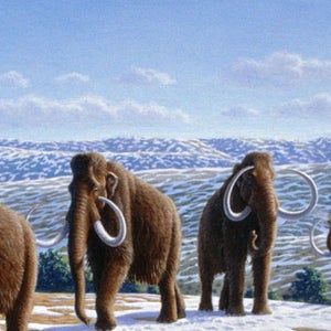 As scraps of the 23,000-year-dead creature crop up, the 21st-century hunt for the woolly mammoth begins.