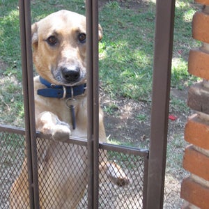 Pay de Limón stray dog Mexico City Milagros Caninos