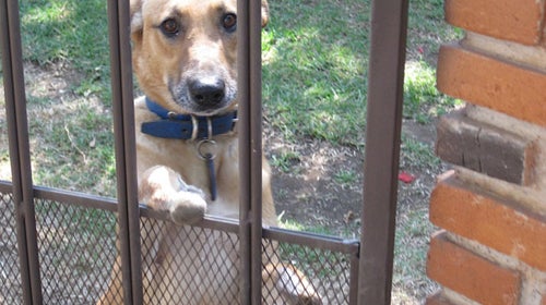 Pay de Limón stray dog Mexico City Milagros Caninos