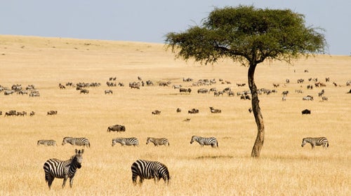 grassland savanna range prairie plains allan savory savory institute kenya zimbabwe usa patagonia