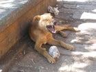 stray dog Mexico City Milagros Caninos dog