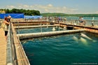 A blogger posted a story about his visit to the "Centre of Marine Mammal Adaptation, near Vladivostok, Russia, where Narnia is kept. He captured a photo of three small pools and 20 new young beluga whales in them.