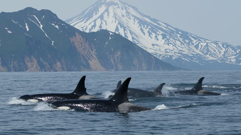 A Surge In Wild Orca Capture for Killer Whale Shows