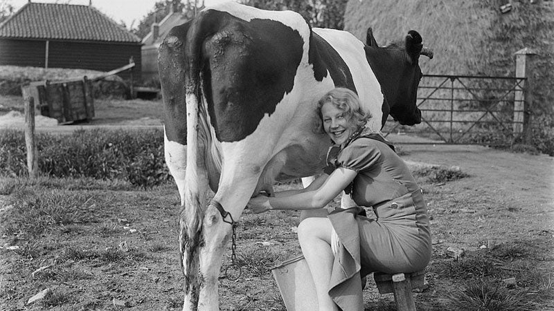 girl milking cow