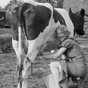 girl milking cow