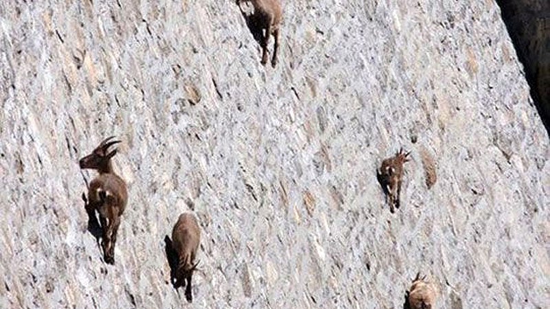 Mountain Goats Falling