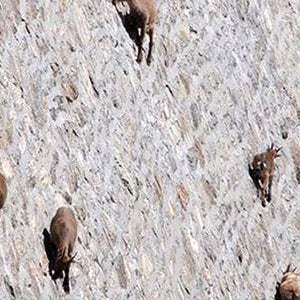 Alpine ibex on a dam wall in the Gran Paradiso National Park of northern Italy