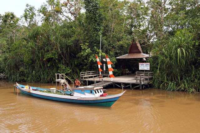 Rimba Orangutan Eco Indonesia