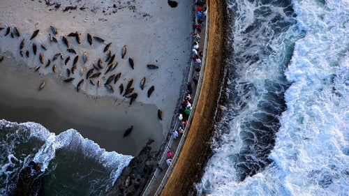 Seals sleeping on the