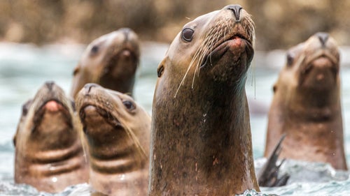 Daniel Fox Wild Image Project Wildlife Photography Outside Outside Magazine Outside Online Steller Sealions Middle Pass Inian Islands Alaska 2013 sea lions