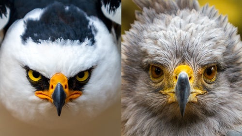 Daniel Fox Outside Online Outside Magazine Outside Wild Image Project Wildlife Photography Black and White Hawk Eagle Guira Oga Iguana Misiones Argentina 2010 Crowned Solitary Eagle Guira Oga Iguana Misiones Argentina 2010