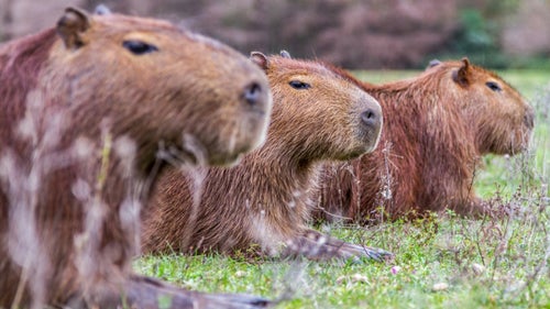 Daniel Fox Outside Online Outside Magazine Outside Wild Image Project Wildlife Photography Carpinchos/Capybara Las Marias Corrientes Argentina 2010