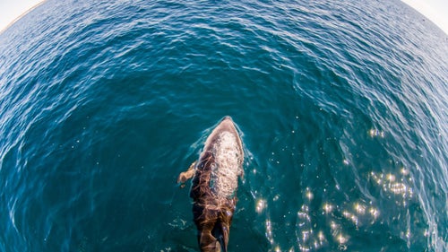Daniel Fox Outside Online Outside Magazine Outside Wild Image Project Wildlife Photography Dusky Dolphin Golfo Nuevo Chubut Patagonia Argentina 2009