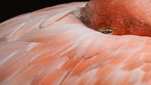 Daniel Fox Wild Image Project Wildlife Photography Outside Outside Magazine Outside Online American Flamingo Bronx Zoo New York USA 2008 central park zoo plamingo pond