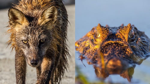 Daniel Fox Wild Image Project Wildlife Photography Outside Outside Magazine Outside Online caiman kodiak island Cross Fox Partition Cove Kodiak Alaska 2014 Black Caiman Las Marias Corrientes Argentina 2010