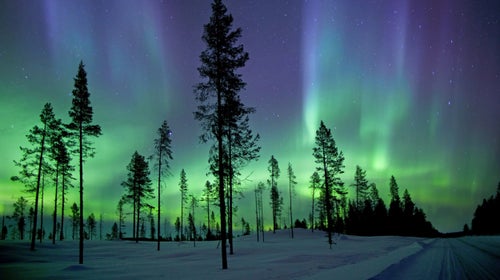 The dogs will actually be resting at night, but you can sit in the snow with a mug of akvavit and enjoy the show of neon curtains. Several guide services based out of the town of Kiruna, home to an Aurora research center, offer trip accommodations varying from huts and hot meals to tents dug in the snow. Nearly all outfitters assign you a team of Siberian huskies to semi-control while hurtling through the Lapland wilderness.
