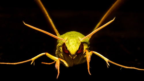 Daniel Fox Wild Image Project Wildlife Photography Outside Outside Magazine Outside Online Gaudy Sphinx Moth Park Urugua-i Misiones Argentina 2010