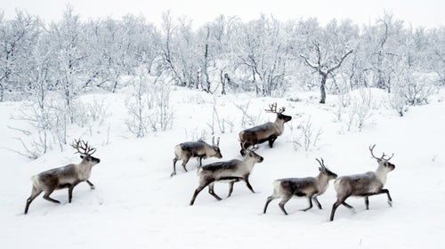 The nomadic Sami people of northern Norway move their herds of semi-domestic reindeer to the Arctic coast every March. You can help with the migration through the outfitter Turgleder. For eight days you鈥檒l work as a reindeer cowboy, taking part in a centuries-old pattern of transhumance. Far more than just a wilderness journey, the trip is a glimpse into a fading culture.