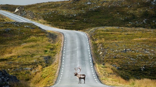 Arctic Corey Arnold Coreyfishes Finnmark Norkapp North Cape Norway Wolf Tide animal animals antler art craggy crossing day europe hillside horizontal human animals journey lapland mageroya nature nobody one animal outdoors photo photograph photographer photography photos portfolio reindeer remote road sami standing summer