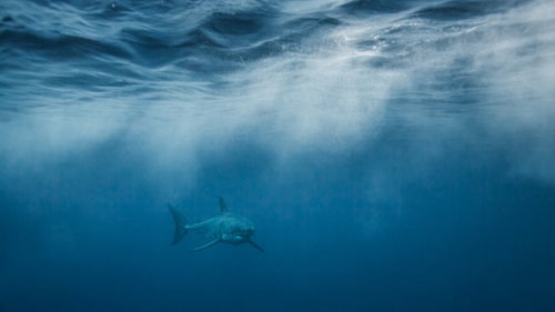 Shark diving great whites outside online