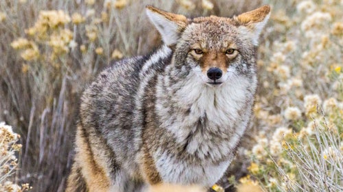 Daniel Fox Outside Online Outside Magazine Outside Wild Image Project Wildlife Photography Coyote Antelope Island Utah USA 2013