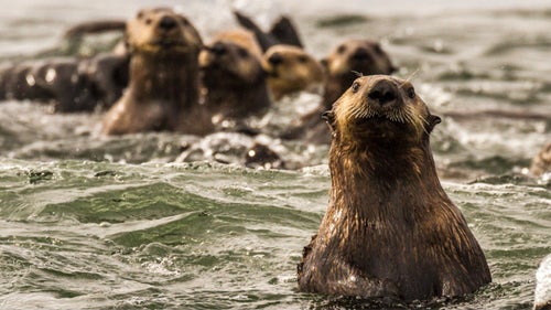 Daniel Fox Wild Image Project Wildlife Photography Outside Outside Magazine Outside Online Sea otters Destruction Island Washington State USA 2014 Washington State Pacific Coast
